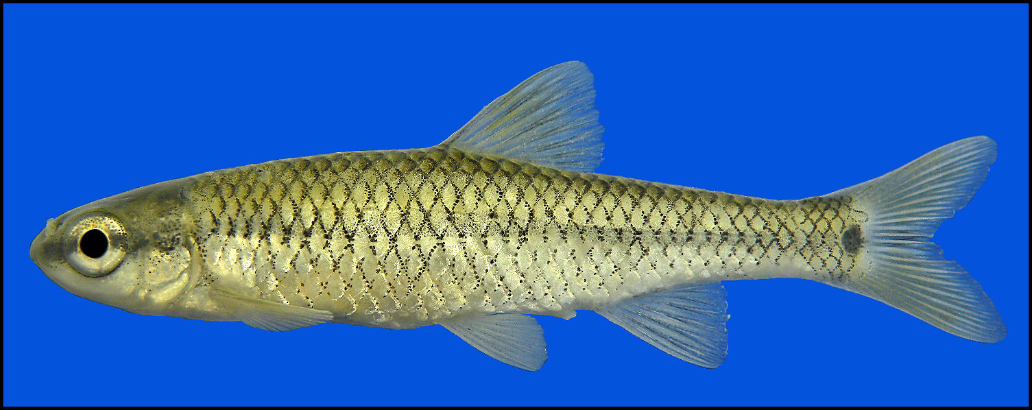 (Dionda) Род ДИОНДЫ 6 видов